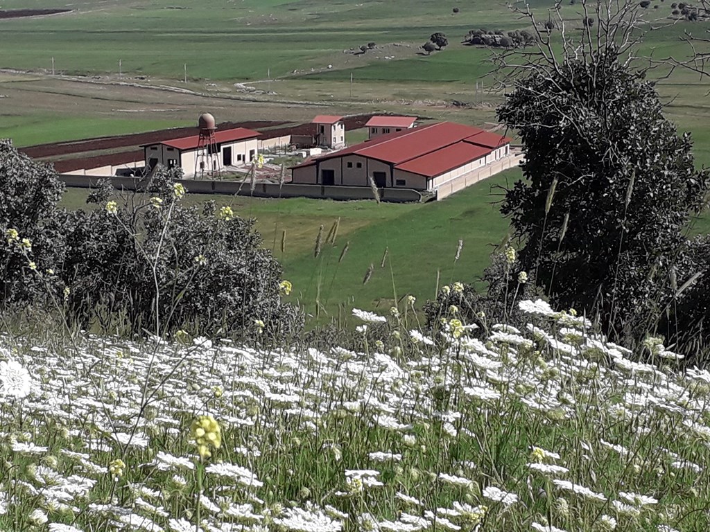 راه اندازی خط تخلیه شکم اتوماتیک راه اندازی خط تخلیه شکم اتوماتیک